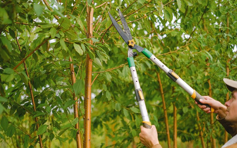 Tree trimming in Libertyville, IA