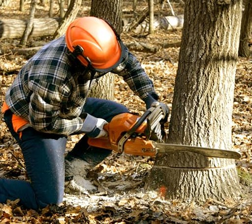 Tree Removal in Libertyville, IA